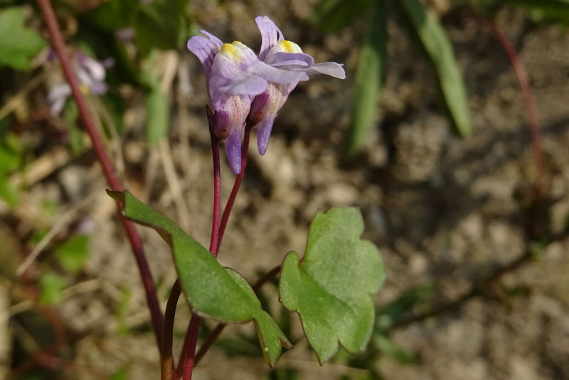 Cymbalaria muralis subsp. muralis - Plantaginaceae (Veronicaceae)